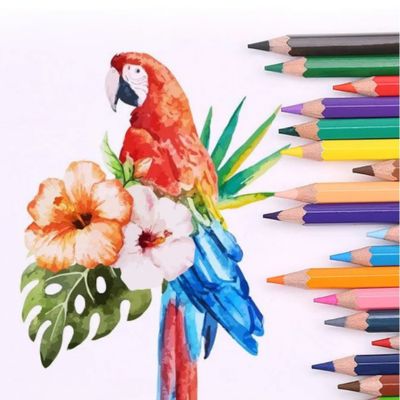 Crayons-de-couleurs-perroquet